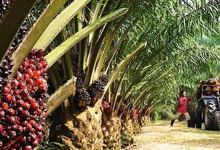 How Malaysia, Indonesia Plan to Fight Against the Palm Oil Discrimination