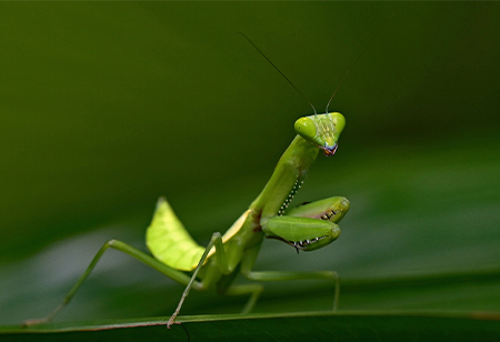 Can The Future of Plastics Be Eco-Friendlier? Terrestrial Insects Show the Path 